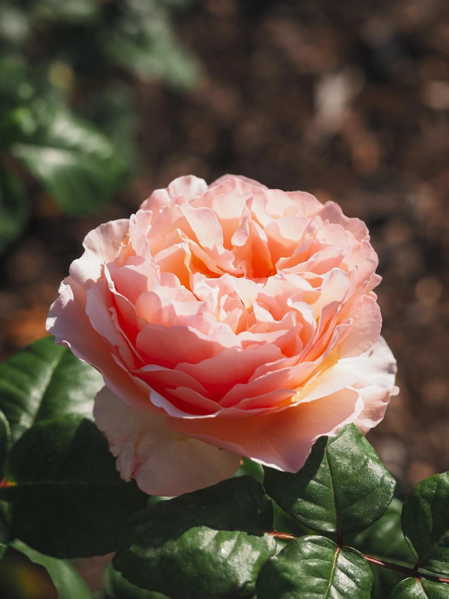 Rose【Princesse Charlène de Monaco｜MEIdysouk】- 1 Gal OwnRoot LivePlant｜Duftjuwel｜HAIku Perfumella｜Forster Rosentraum｜摩纳哥王妃｜夏琳王妃| Redolent|