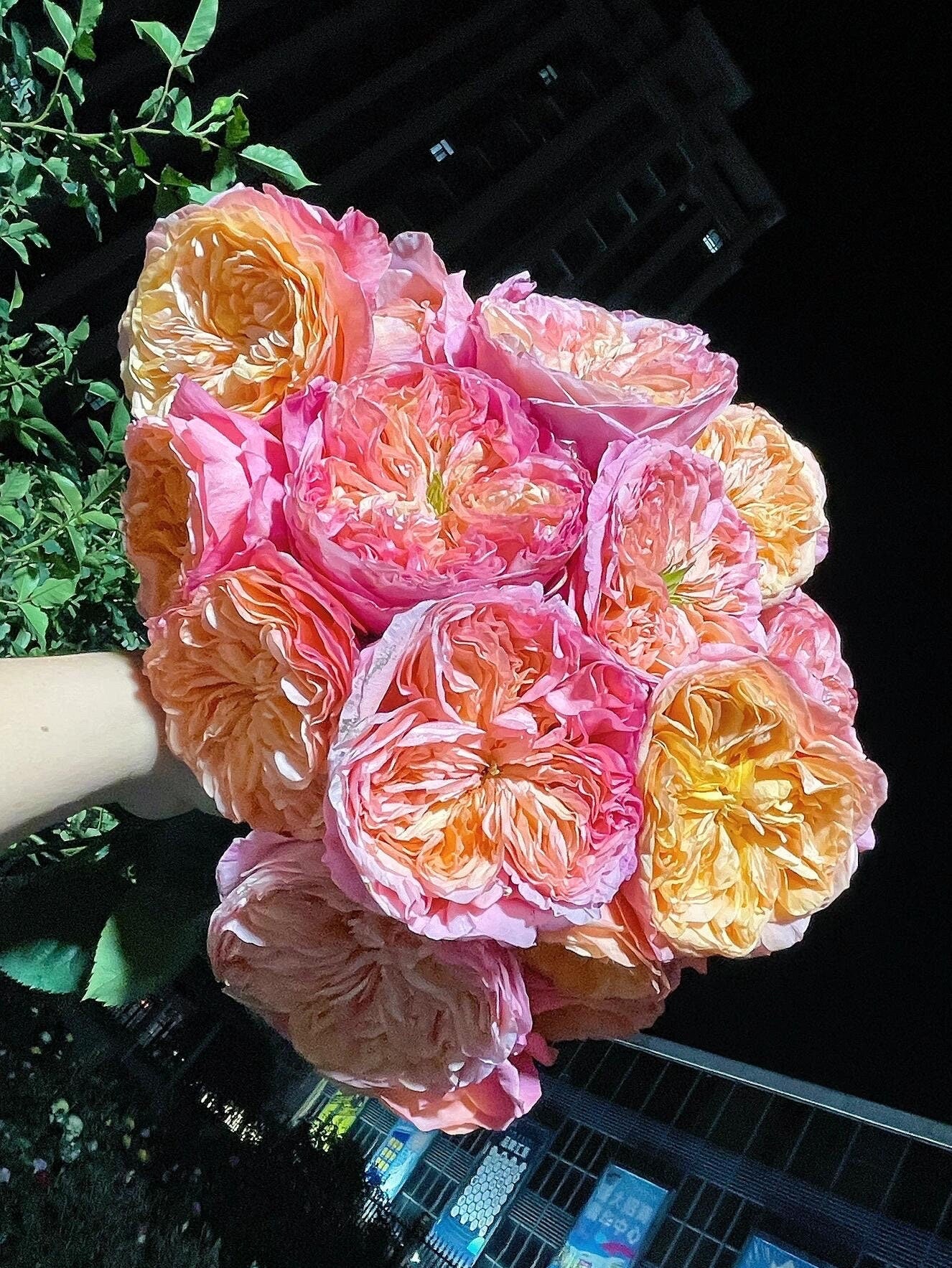 Rose【Victoria's secret| ヴィクトリアズ シークレット】-1.5 Gal OwnRoot LivePlant| 维多利亚秘密| VIP Rose| Heat Resistant| Sun Tolerant| Unique| Floribunda Rose