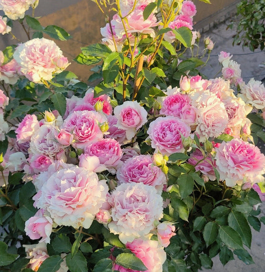 Rare Rose【Doniazade】- 1.5Gal OwnRoot LivePlant| Takunori Kimura-New Varieties 托妮莎德｜Pk Scheherazade| Peony Rosa| Redolent| 粉天方夜谭| Less Thorns