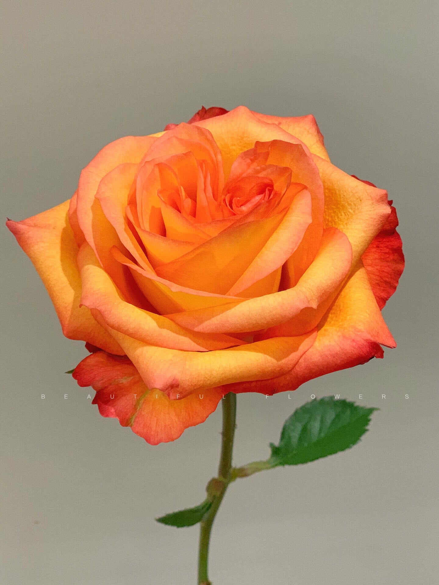 Rose【Golden Celebration| きんき】- 1.5 Gal OwnRoot LivePlant| 金辉| New variety| Florists Rose| Large Bloom| Gradient| Heat Resistant| Easy 2 Grow