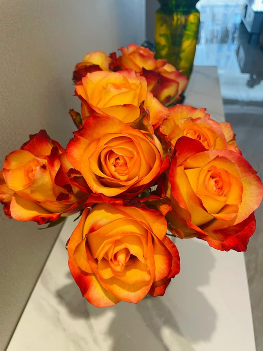 Rose【Golden Celebration| きんき】- 1.5 Gal OwnRoot LivePlant| 金辉| New variety| Florists Rose| Large Bloom| Gradient| Heat Resistant| Easy 2 Grow