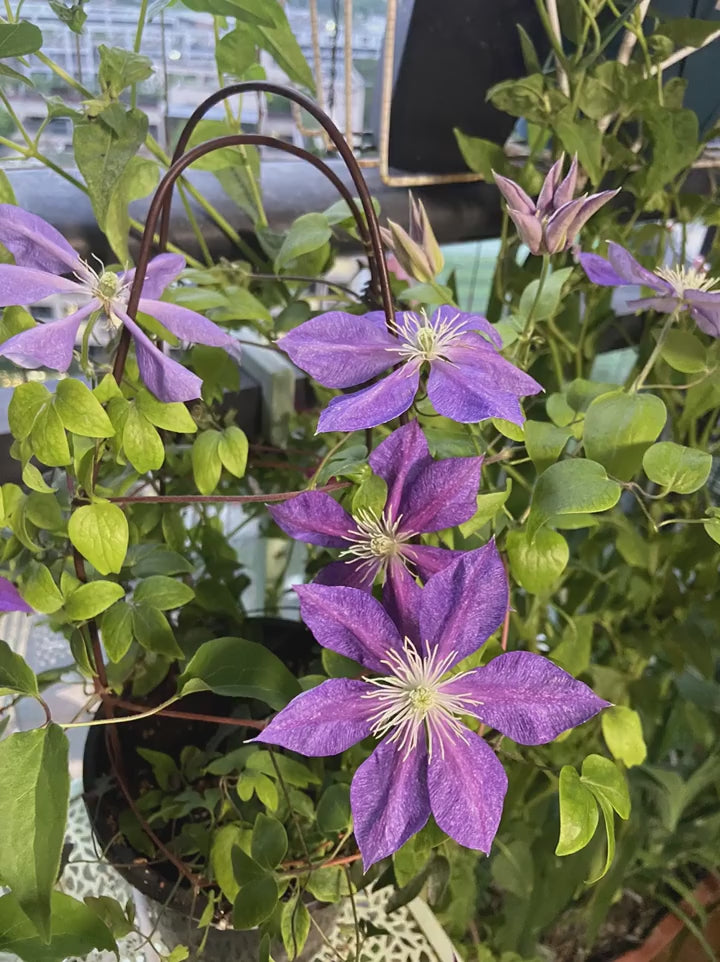 Rare Clematis【Chameleon】- LivePlant｜变色龙｜Sandblasted