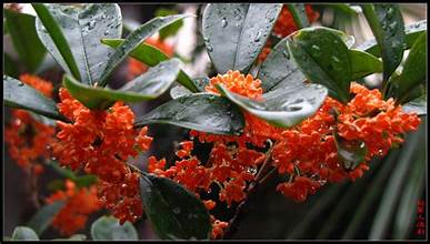 Osmanthus - Red Rare Osmanthus|丹桂| 红色天香台阁| 桂花