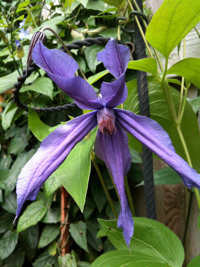 Clematis【Sizaia Ptitsa|  幸せの鳥】-9P LivePlant| 幸福之鸟| Sizaja Ptitsa| Large Bloom| Rare Clemtis| 행복의 새